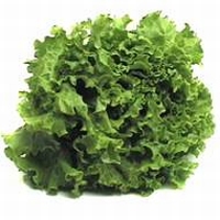 Salade Batavia
