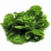 Salade Laitue